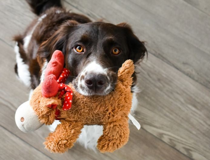 Bật mí nguồn hàng đồ chơi chó mèo chất lượng, giá tốt do choi cho cho e1767681992439