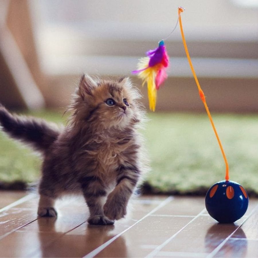 Bật mí nguồn hàng đồ chơi chó mèo chất lượng, giá tốt tt3